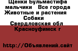 Щенки Бульмастифа мальчики - Все города Животные и растения » Собаки   . Свердловская обл.,Красноуфимск г.